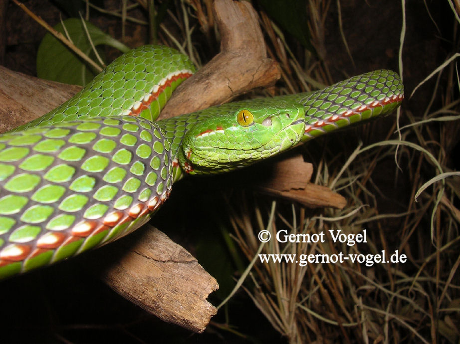 Trimeresurus gumprechti male 2b